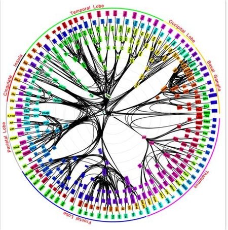 Científicos de IBM consiguen crear el mapa del cerebro más detallado del mundo