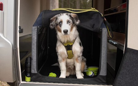 Perro en una camper