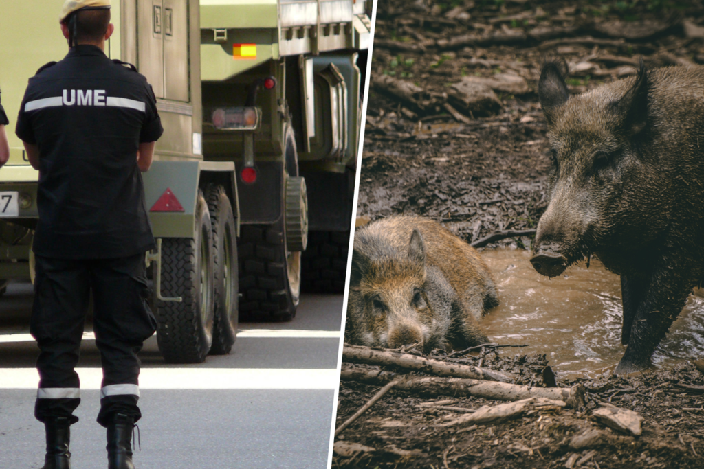 Tenemos a una unidad de élite del ejército español cazando cerdos salvajes en Barcelona: estamos ante la mayor amenaza a la ganadería en 30 años 