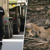 Tenemos a una unidad de élite del ejército español cazando cerdos salvajes en Barcelona: estamos ante la mayor amenaza a la ganadería en 30 años 