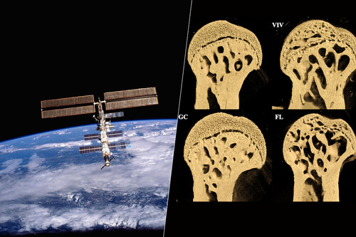 Microgravidade tem grande efeito sobre os ossos dos animais, que são similares aos nossos / Imagens: NASA / Rukmani Cahill, et al. (2025)