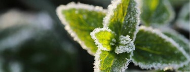 Así debes proteger las plantas del frío este invierno en terrazas, balcones y jardines 