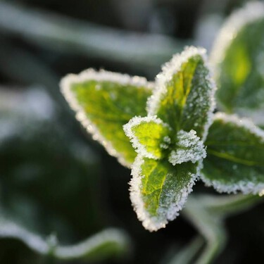 Así debes proteger las plantas del frío este invierno en terrazas, balcones y jardines 