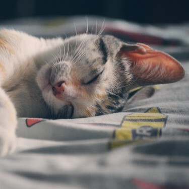 ¿Conoces el peligroso calicivirus felino? Así es una de las enfermedades más graves que pueden tener nuestros gatos 