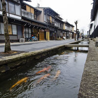 Nessa cidade japonesa, você pode dar de cara com um peixe ao atravessar a rua 