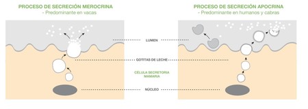 Proceso Secrecion Grasaleche Blanco