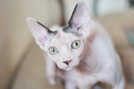 Gato esfinge