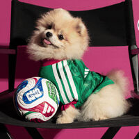Adidas ya tiene playeras hasta para tu perro: ya en México las playeras del Mundial 2026 para mascotas