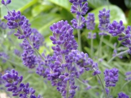 La lavanda, una flor que querrás en tu cocina.