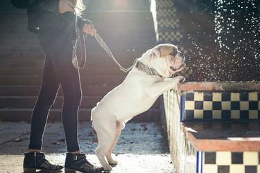 Tu perro es más molón que tú. Y todo gracias a Brott barcelona 