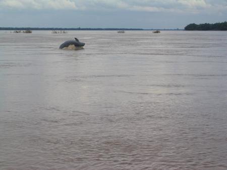 Avistar a los delfines de Irrawaddy en Kratie, Camboya 