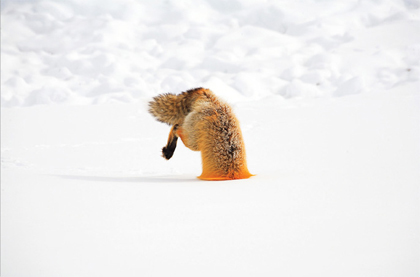 Las mejores fotos de "Nature´s best photography" en 2007