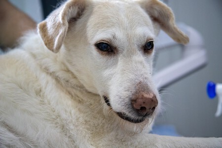 Insuficiencia Renal Perros