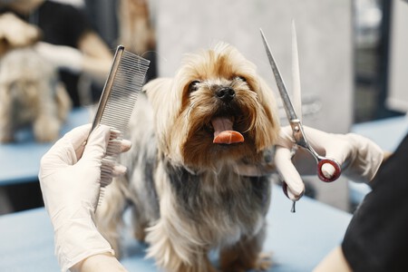 Cortar-Pelo-Perro