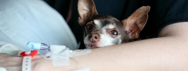 El País Vasco ya permite que las mascotas entren en el hospital para visitar a sus dueños ingresados. Probablemente lo acabaremos viendo en el resto de España