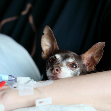El País Vasco ya permite que las mascotas entren en el hospital para visitar a sus dueños ingresados. Probablemente lo acabaremos viendo en el resto de España