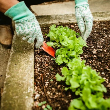 Las siete hortalizas que no merece la pena plantar en un huerto familiar (aunque siempre acaben en la lista) 