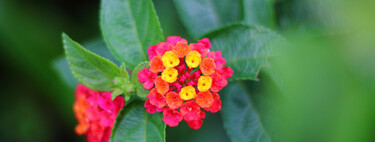 Mucho más fácil de cuidar que los geranios, esta bonita planta tiene además flores todo el año 