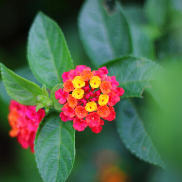 Mucho más fácil de cuidar que los geranios, esta bonita planta tiene además flores todo el año 