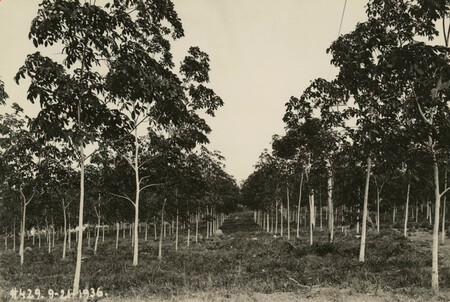 Fordlandia