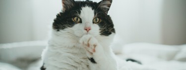 Los veterinarios coinciden: los gatos no amasan las mantas antes de dormir para estar más cómodos, más bien les recuerda a su etapa de lactancia 