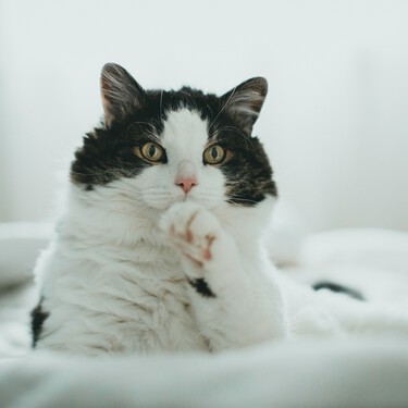 Los veterinarios coinciden: los gatos no amasan las mantas antes de dormir para estar más cómodos, más bien les recuerda a su etapa de lactancia 