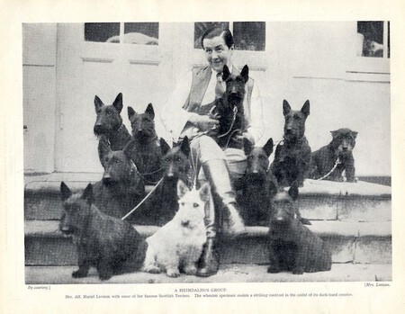 Levison Scottish Terriers