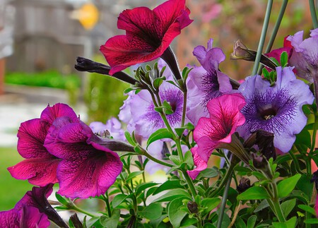 petunia