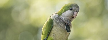 ¿Puedo adoptar una cotorra invasora de la calle con la nueva ley? 