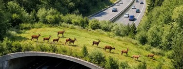 Madrid estrena una obra inédita en su carretera más congestionada: un puente vivo de 137 metros para evitar atropellos de animales 