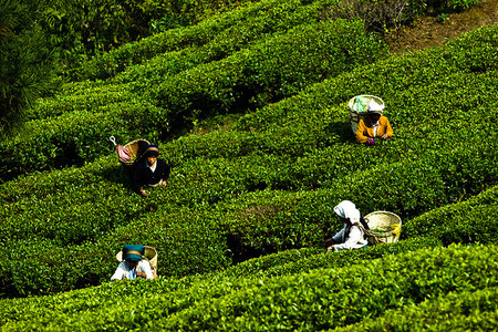darjeeling