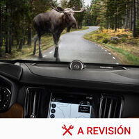 Cada año atropellamos más de 30.000 animales en España. Esto es lo que debes hacer si te pasa a ti