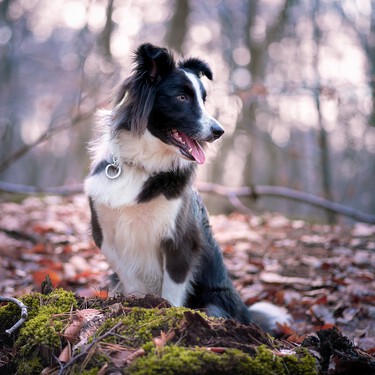 El Border collie, un perro irresistible que también necesita ejercicio mental 