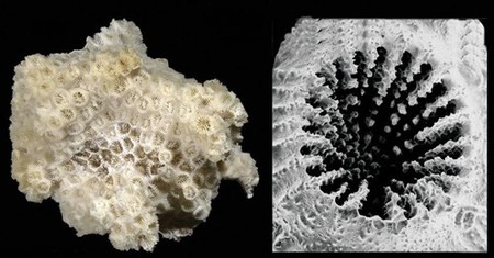 Los animales ya se adaptan al plástico: este coral prefiere alimentarse de microplásticos