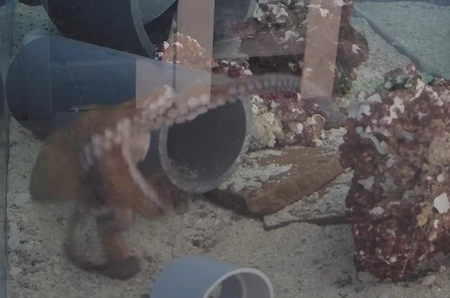 Octopus Costello2
