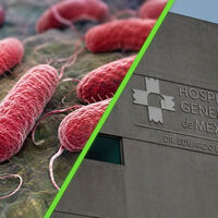 "He solicitado que estas revisiones se realicen con carácter urgente". SSA investigará el brote de salmonella que dejó 135 infectados en México 
