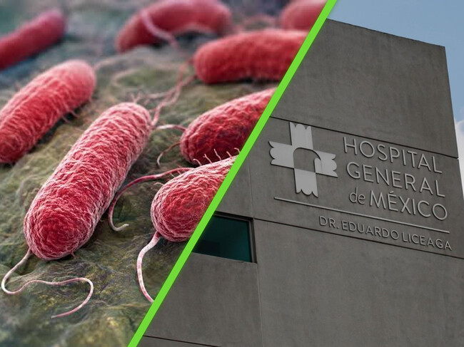 Brote Salmonella Hgm