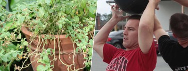 En la Santa Trinidad crossfitera, un suplemento se abre paso a codazos junto a la creatina y la proteína: la ashwagandha