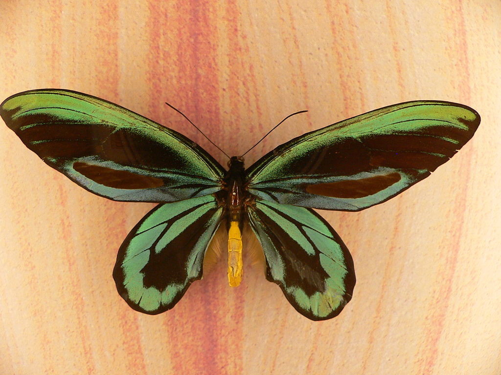 escamas escamas