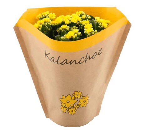 Kalanchoe
