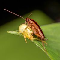 Baratas ciborgues com "mochilas" de sensores e pilotadas por IA: a promessa de uma startup alemã esbarra na realidade científica 