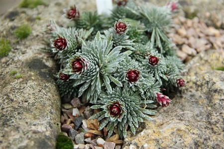 Por primera vez, se encuentran grandes cantidades de este raro mineral en plantas