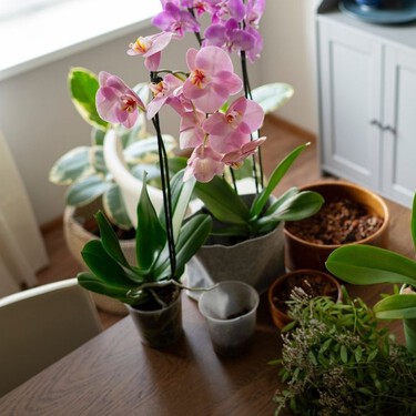 Plantas que puedes sembrar en otoño, que no requieren mucho espacio e iluminarán tu casa