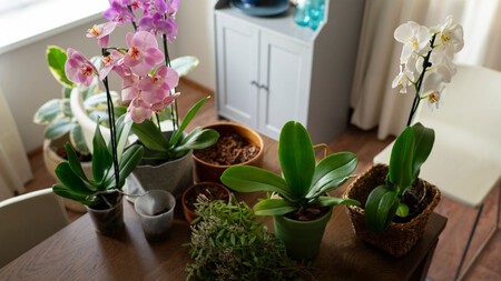 Plantas que puedes sembrar en otoño, que no requieren mucho espacio e iluminarán tu casa