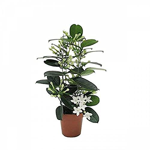 DECOALIVE Mini Planta Jazmín de Madagascar