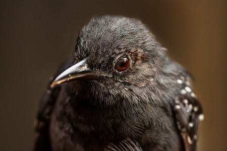 Explorando estilos fotográficos: la fotografía de aves como método para aprender disciplina y planificación