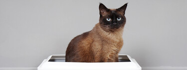 Mi gato se hace pis fuera del arenero, ¿qué hago? 