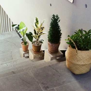 Qué puedes hacer si tu vecino ocupa la puerta del piso con plantas y macetas, según la Ley de Propiedad Horizontal 