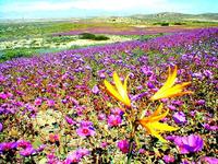 El Desierto florido de Atacama
