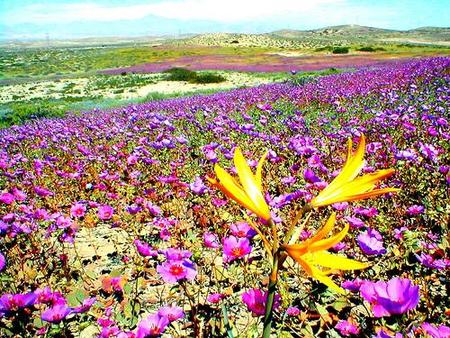 El Desierto florido de Atacama